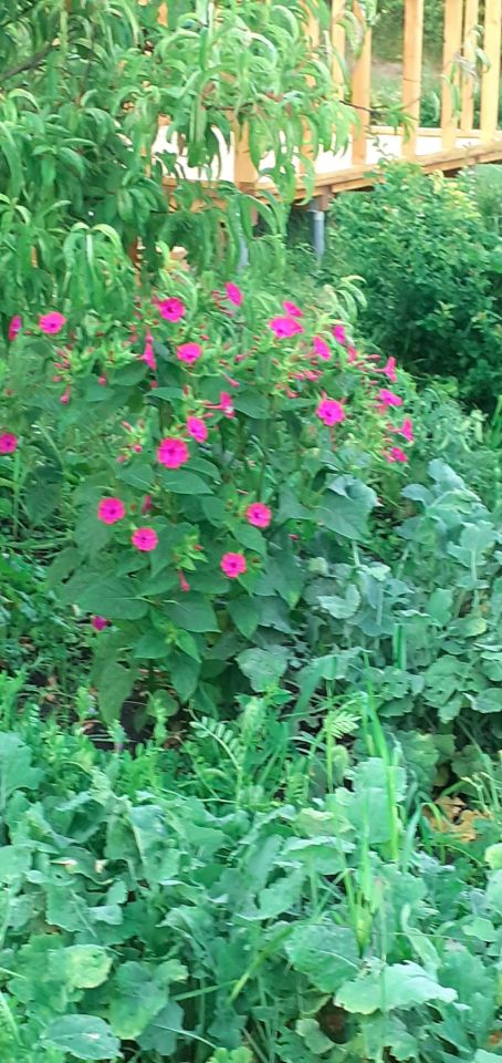 Działka rod Wrocław Fabryczna, ul. Grabiszyńska. Zdjęcie 7