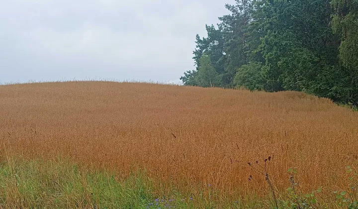 Działka rekreacyjna Nowa Kiszewa