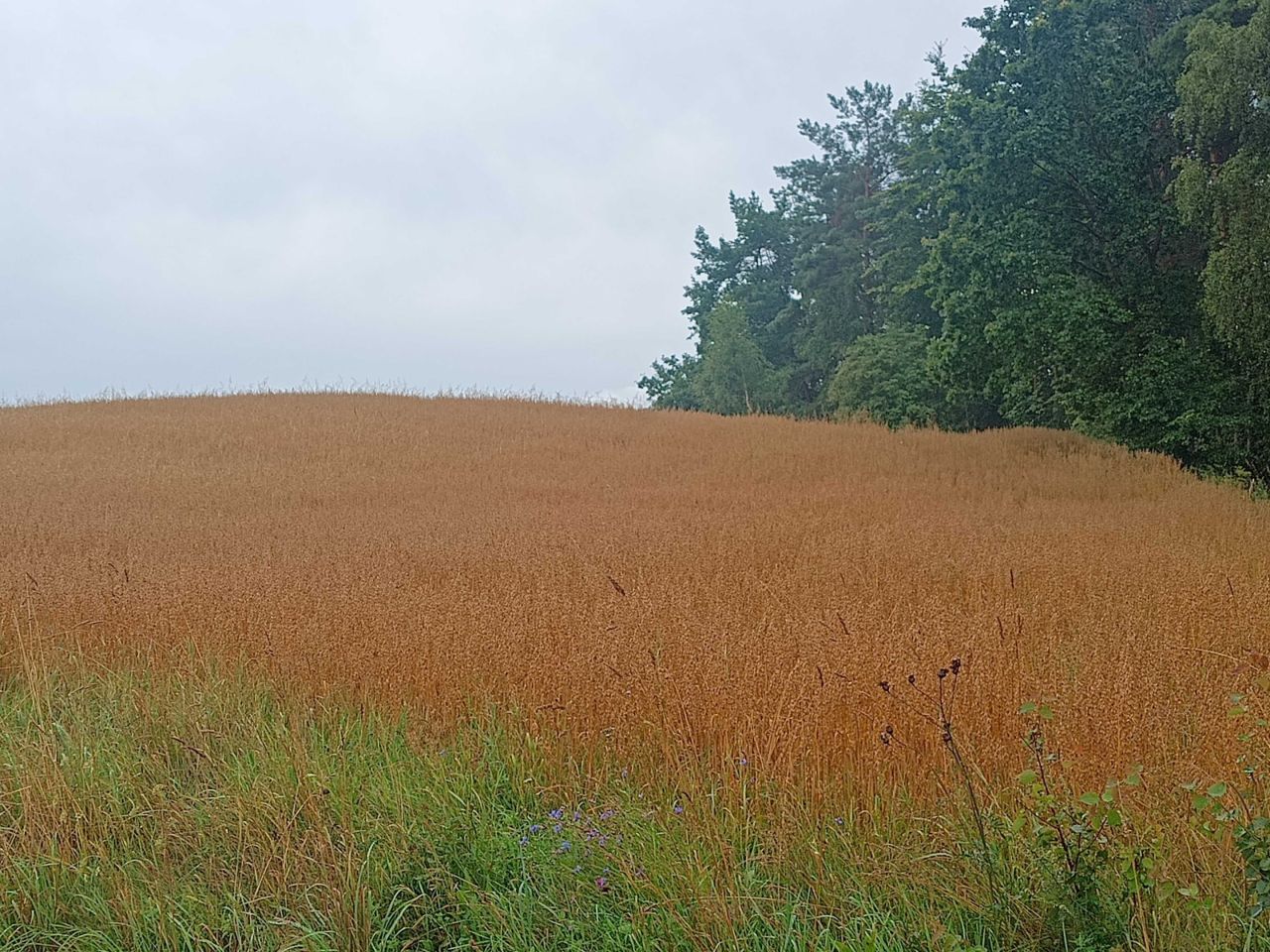 Działka rekreacyjna Nowa Kiszewa
