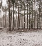 Działka budowlana Kąck, ul. Sosnowa. Zdjęcie 3