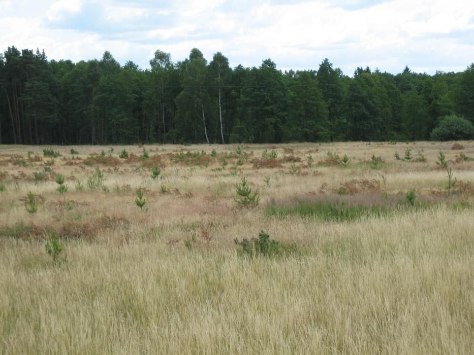 Działka budowlana Rogi. Zdjęcie 3