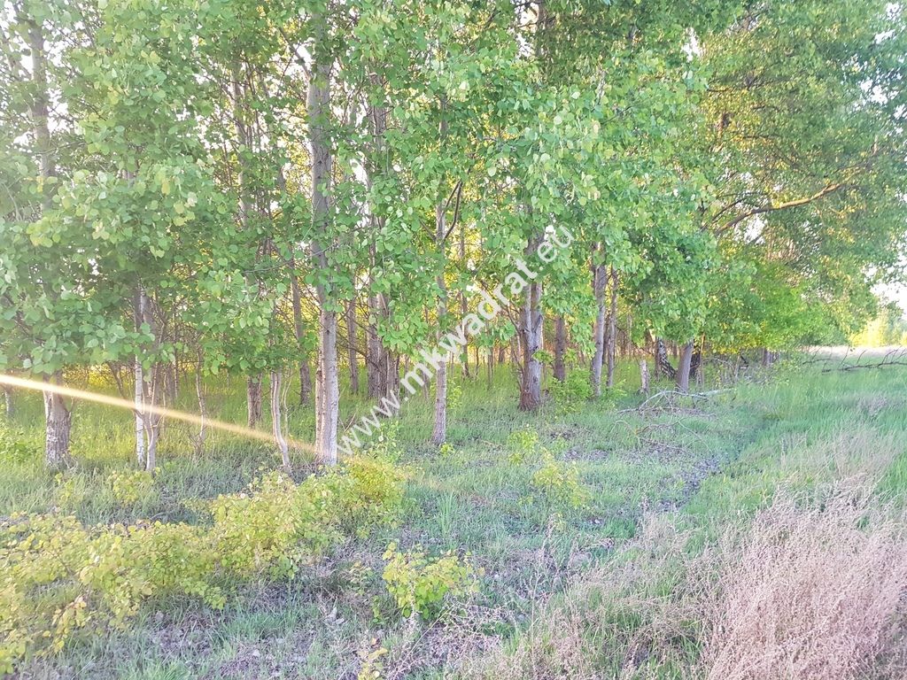 Działka budowlana Radziejowice, ul. Ossolińskich. Zdjęcie 6