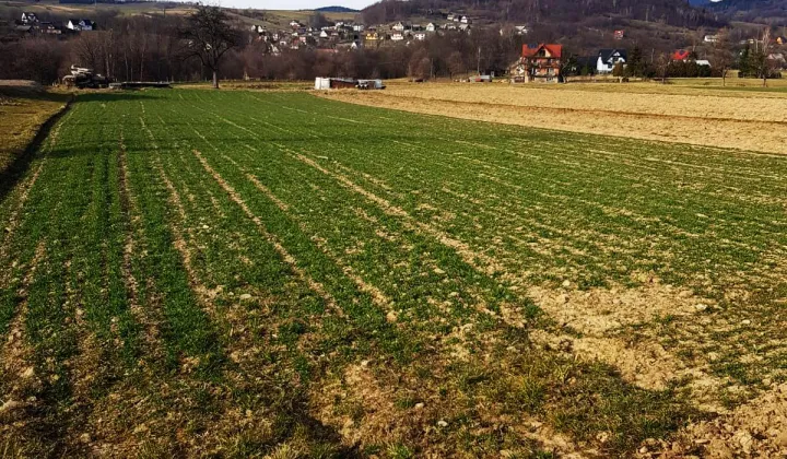 Działka budowlana Dobra Do Chochoła