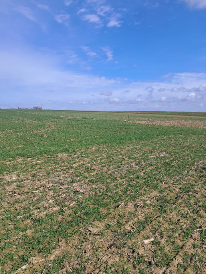 Działka budowlana Kalisz Dobrzec. Zdjęcie 4