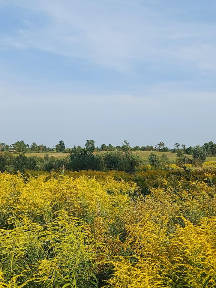 Działka rolno-budowlana Marcinkowo. Zdjęcie 3