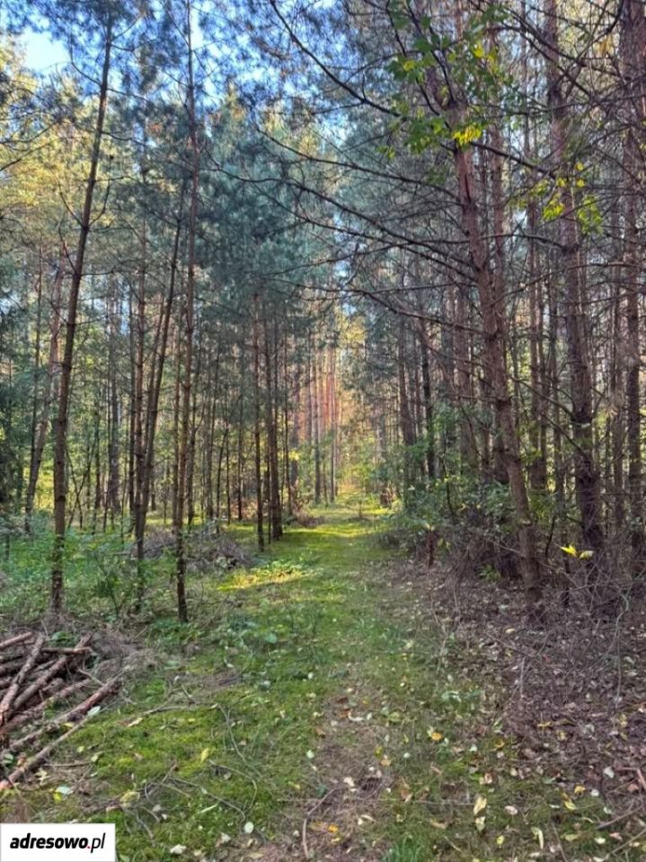 Działka Emilin. Zdjęcie 15