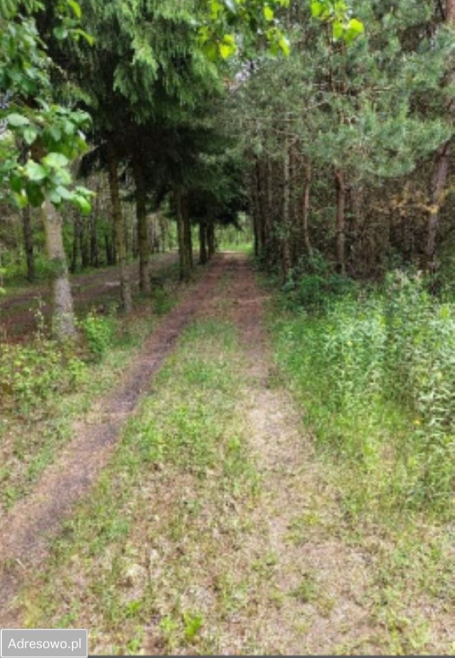 siedlisko, 5 pokoi Wistka Szlachecka. Zdjęcie 11