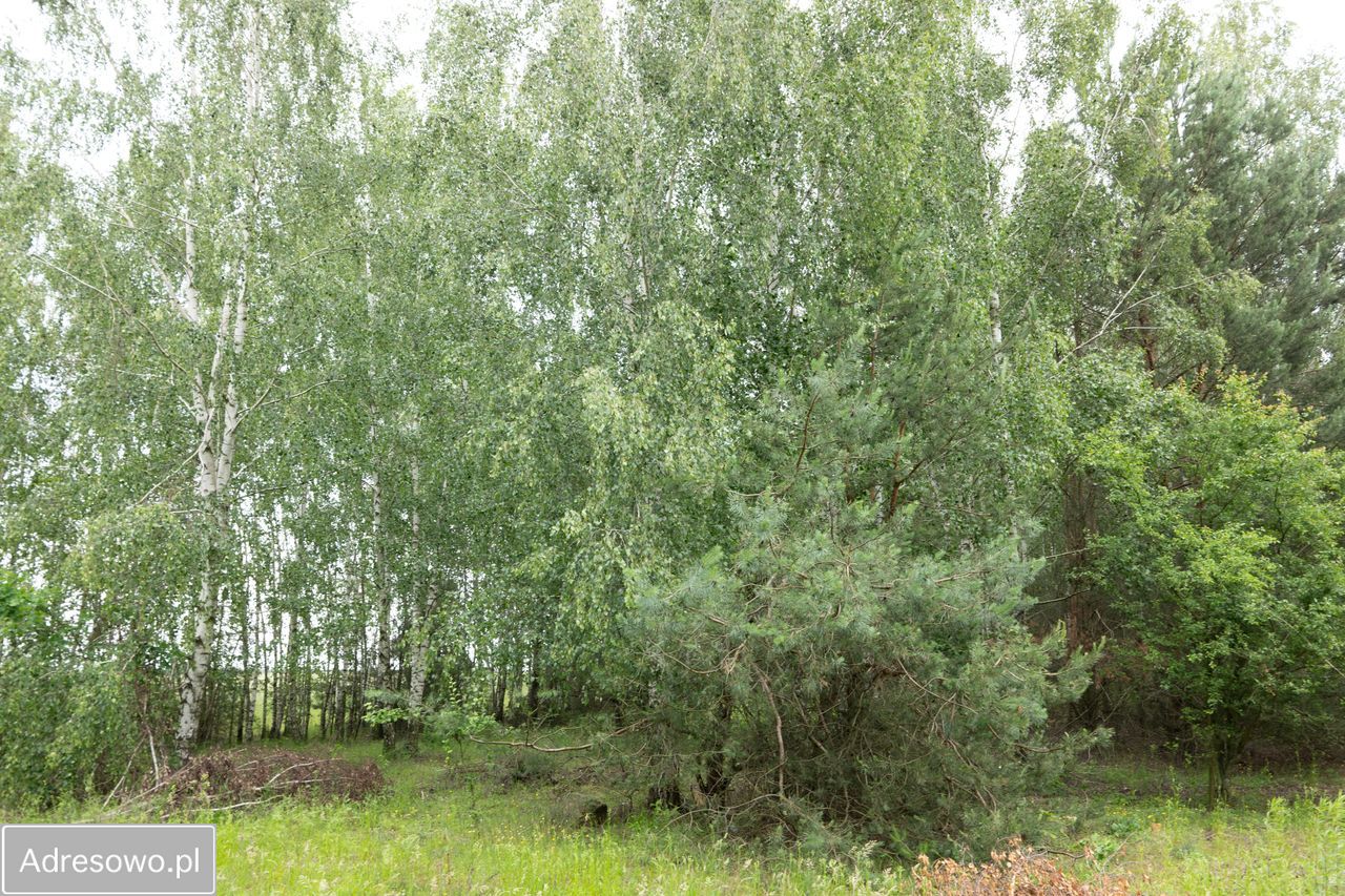 Działka Zofijówka. Zdjęcie 15