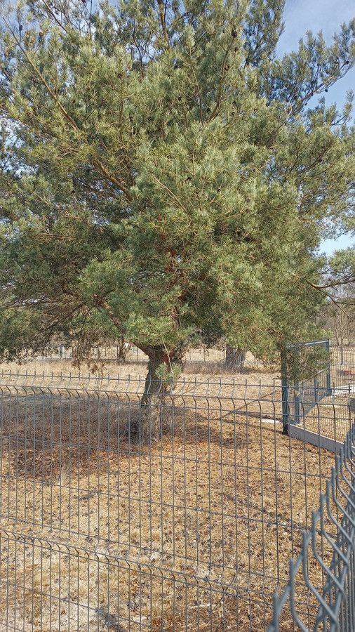 Działka budowlana Dębniaki. Zdjęcie 5