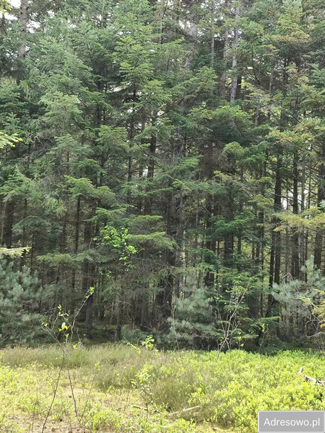 Działka leśna Nowy Lipowiec. Zdjęcie 6