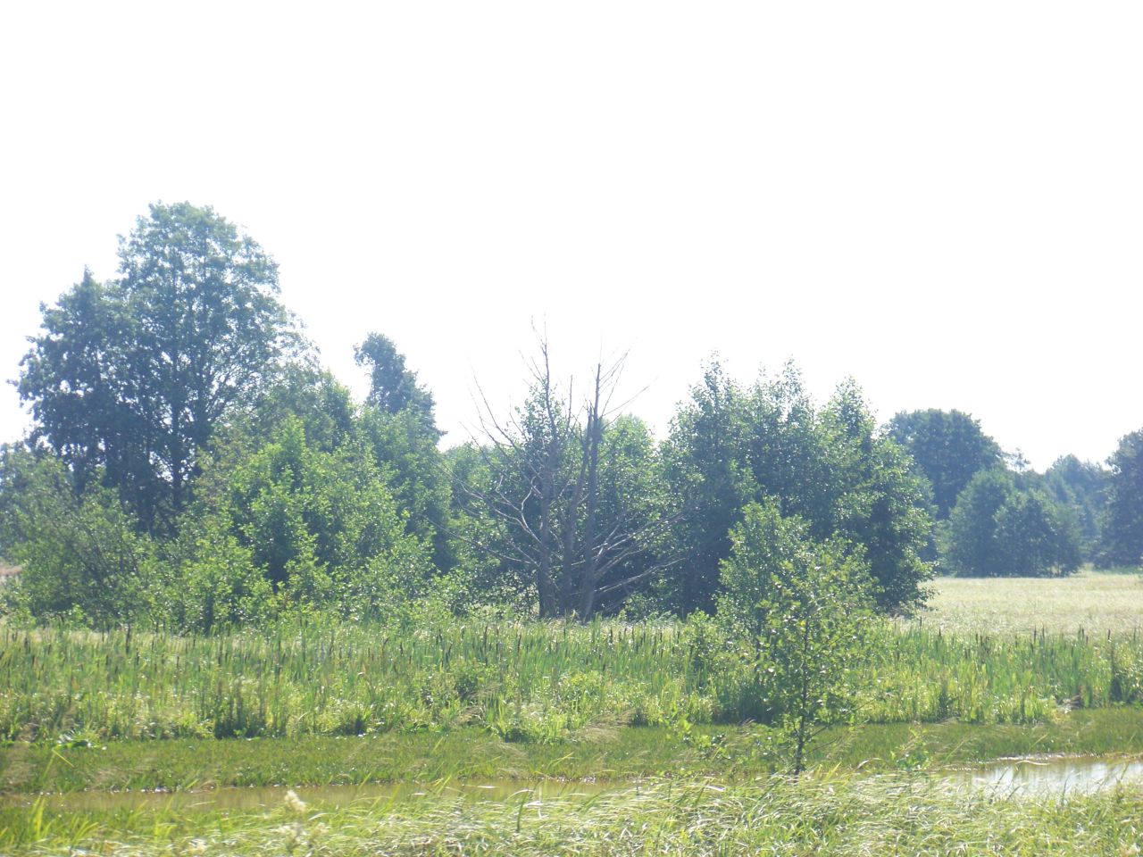 Działka rolna Morzyczyn Włościański. Zdjęcie 4