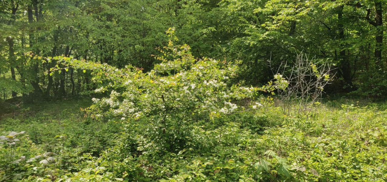 Działka rekreacyjna Łazy Łazy-Jawor. Zdjęcie 7