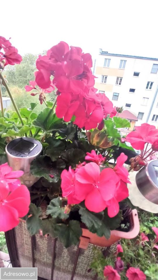 Mieszkanie 2-pokojowe Głowno, ul. Mikołaja Kopernika. Zdjęcie 14