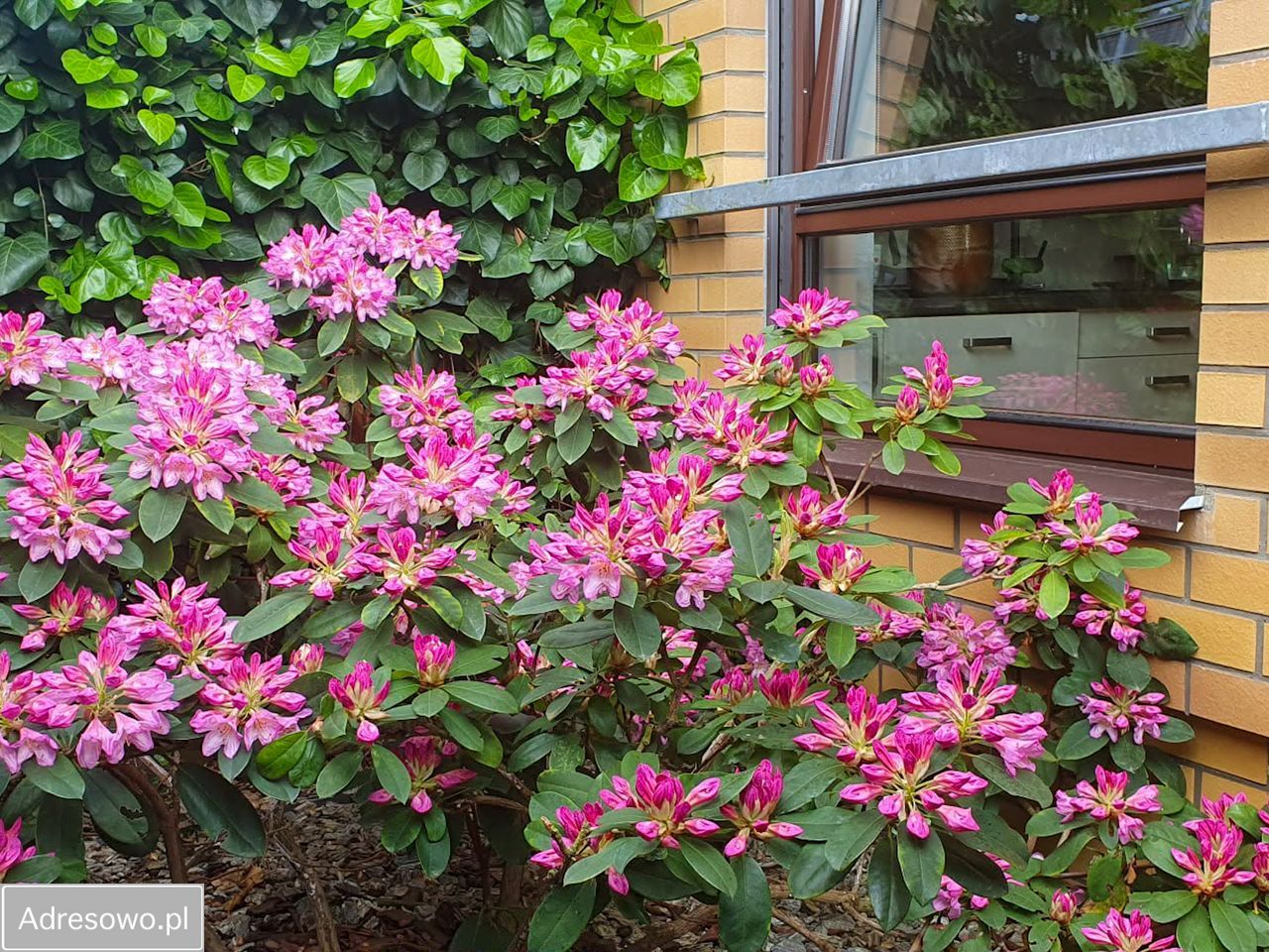 Mieszkanie 3-pokojowe Szczecin Warszewo, ul. Kalinowa. Zdjęcie 3