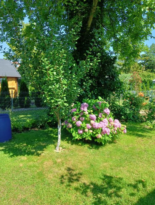 Działka rod Sopot Wyścigi, ul. Władysława Łokietka. Zdjęcie 9