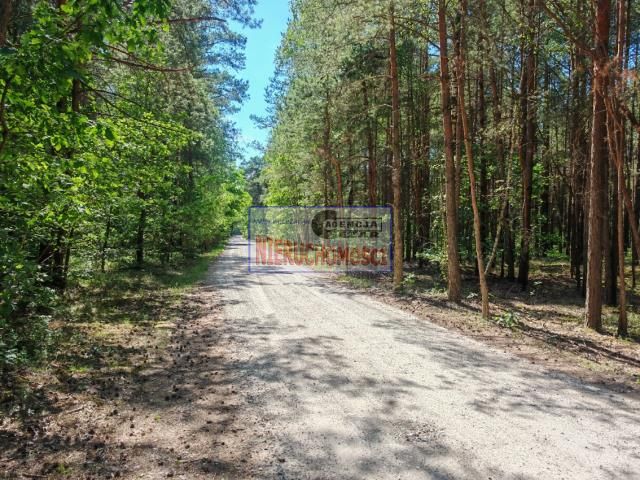 Działka leśna Tartak. Zdjęcie 9