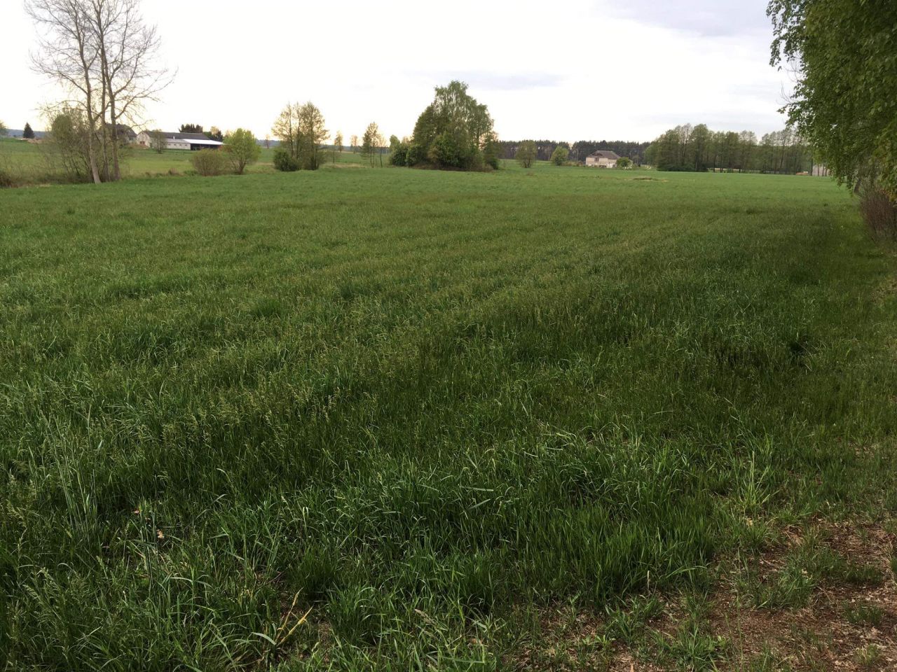 Działka rolna Stegna. Zdjęcie 1