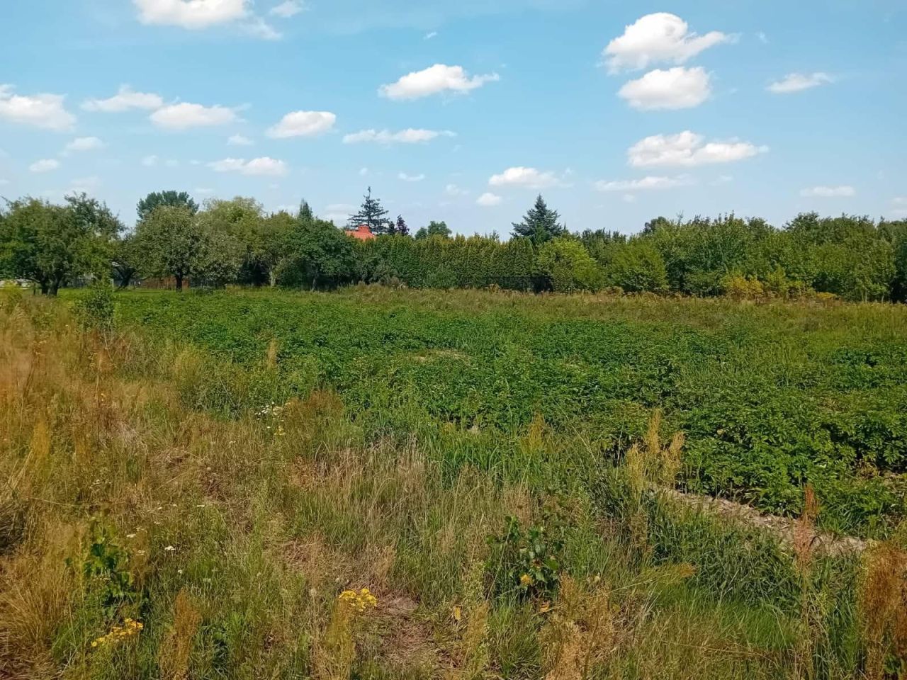 Działka Reczków Nowy. Zdjęcie 2
