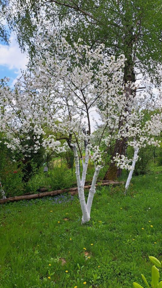 Działka rod Prusy, ul. Krajobrazowa. Zdjęcie 4