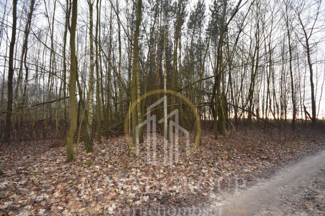 Działka leśna Jawidz. Zdjęcie 2