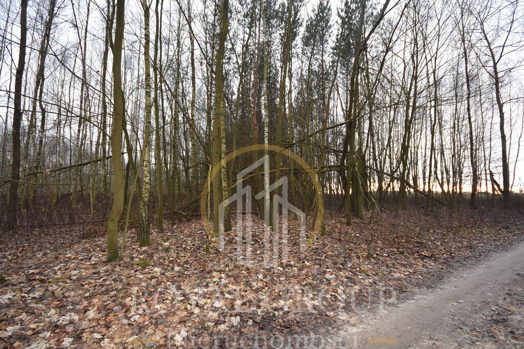 Działka leśna Jawidz. Zdjęcie 2