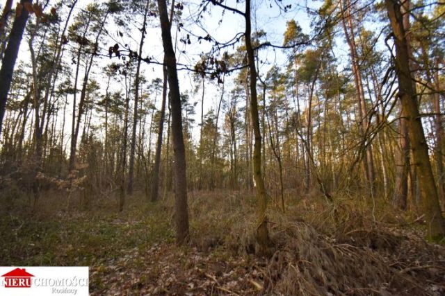 Działka leśna Stanisławów. Zdjęcie 4