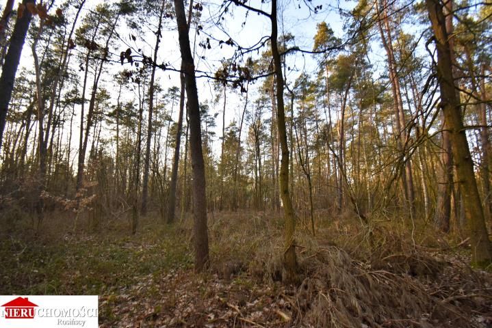 Działka leśna Stanisławów. Zdjęcie 4