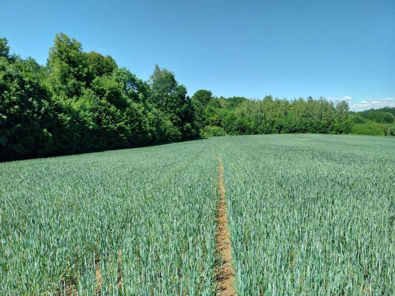 Terrain, 300 m²