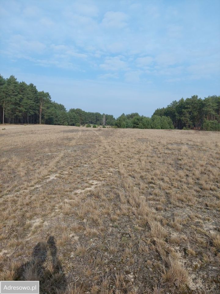Działka budowlana Wólka-Wojciechówek. Zdjęcie 5