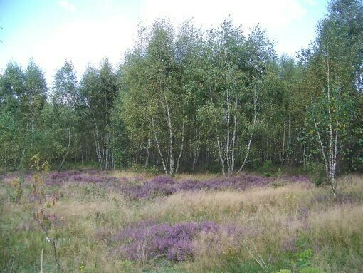 Działka budowlana Budy Michałowskie. Zdjęcie 1