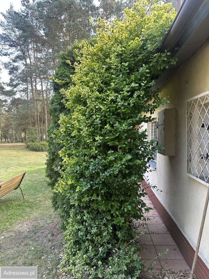 dom wolnostojący, 4 pokoje Biejków. Zdjęcie 2