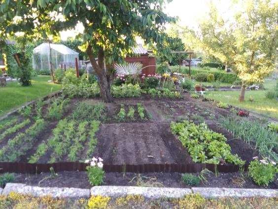 Działka rod Starogard Gdański. Zdjęcie 6