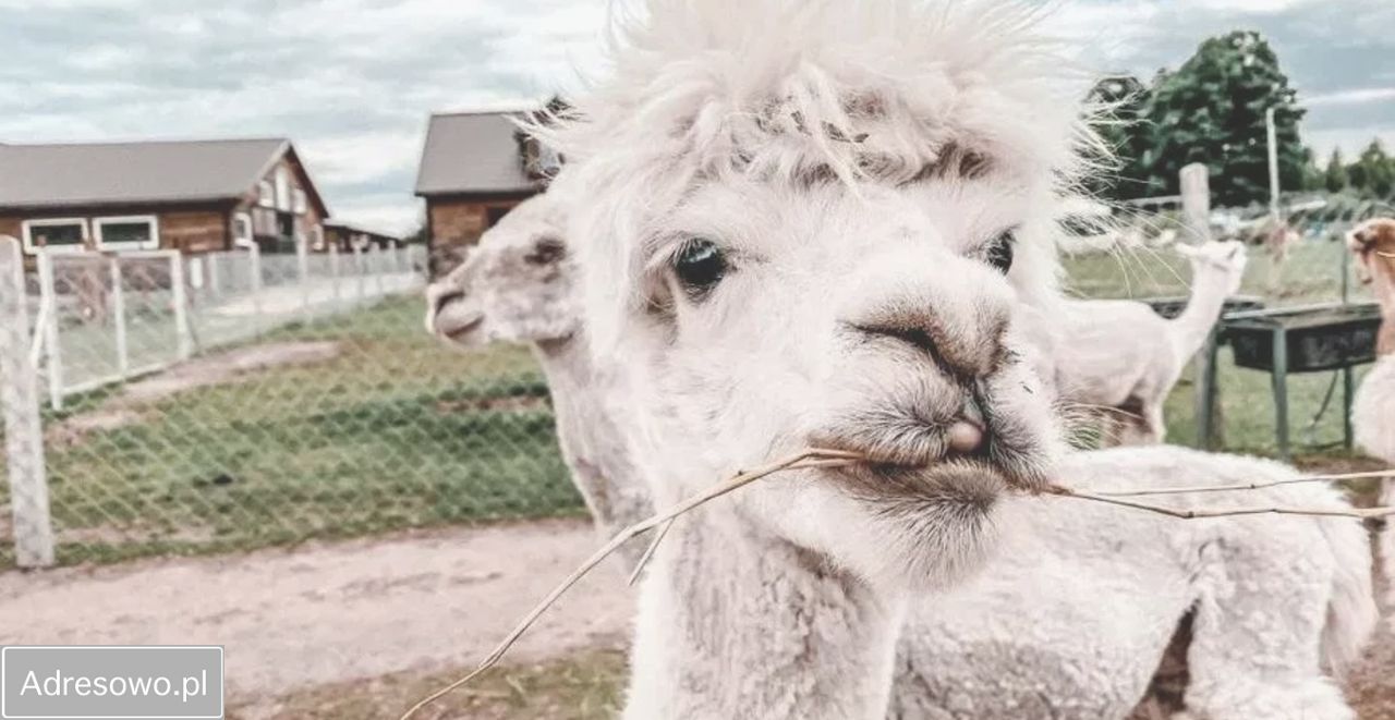 Działka budowlana Łempice. Zdjęcie 6