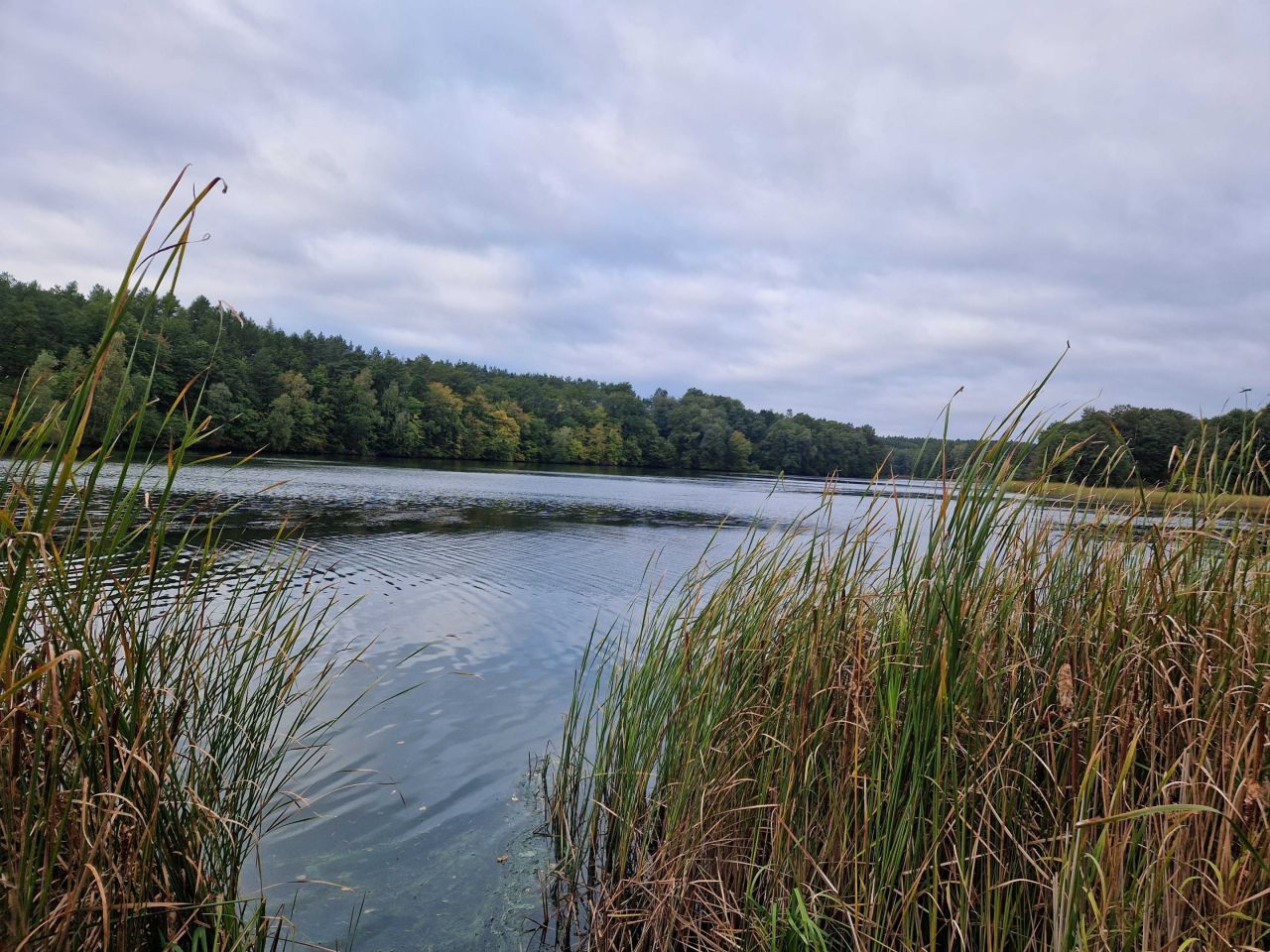 Działka rod Bożenkowo. Zdjęcie 7