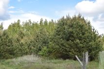 Działka budowlana Burlaki, ul. Akacjowa. Zdjęcie 2