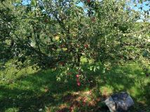 Działka rod Wilkanowo. Zdjęcie 4