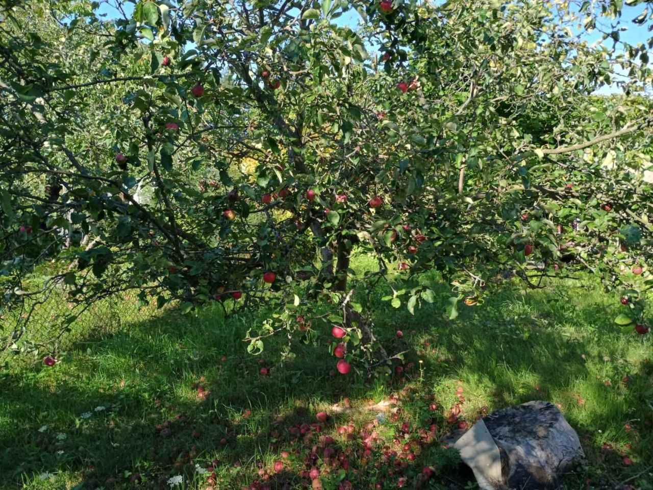 Działka rod Wilkanowo. Zdjęcie 5