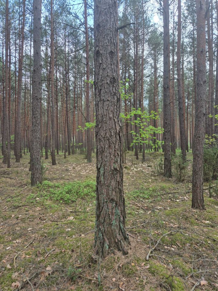Działka leśna Cieciórki Szlacheckie. Zdjęcie 2