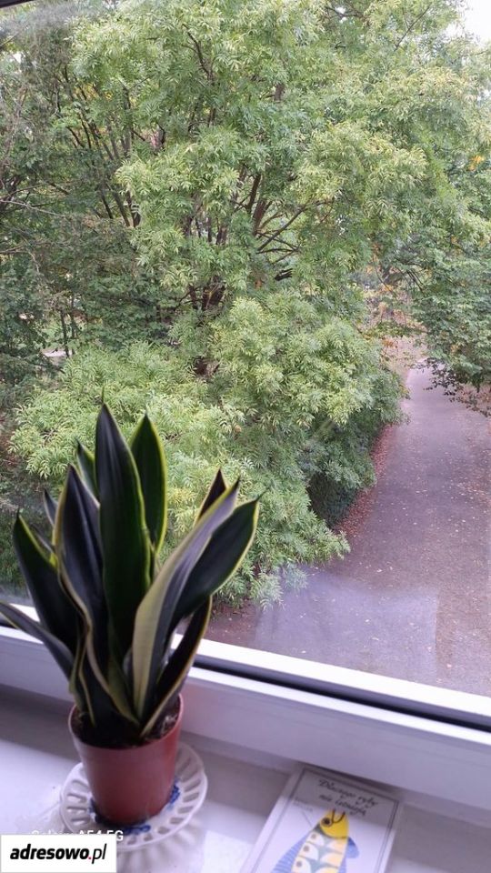 dom szeregowy, 8 pokoi Kamień Pomorski, ul. Parkowa. Zdjęcie 10