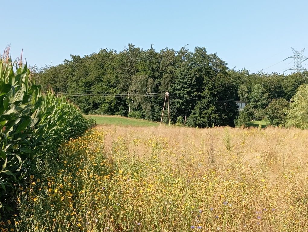 Działka siedliskowa Barłomino, ul. Sampowska. Zdjęcie 5