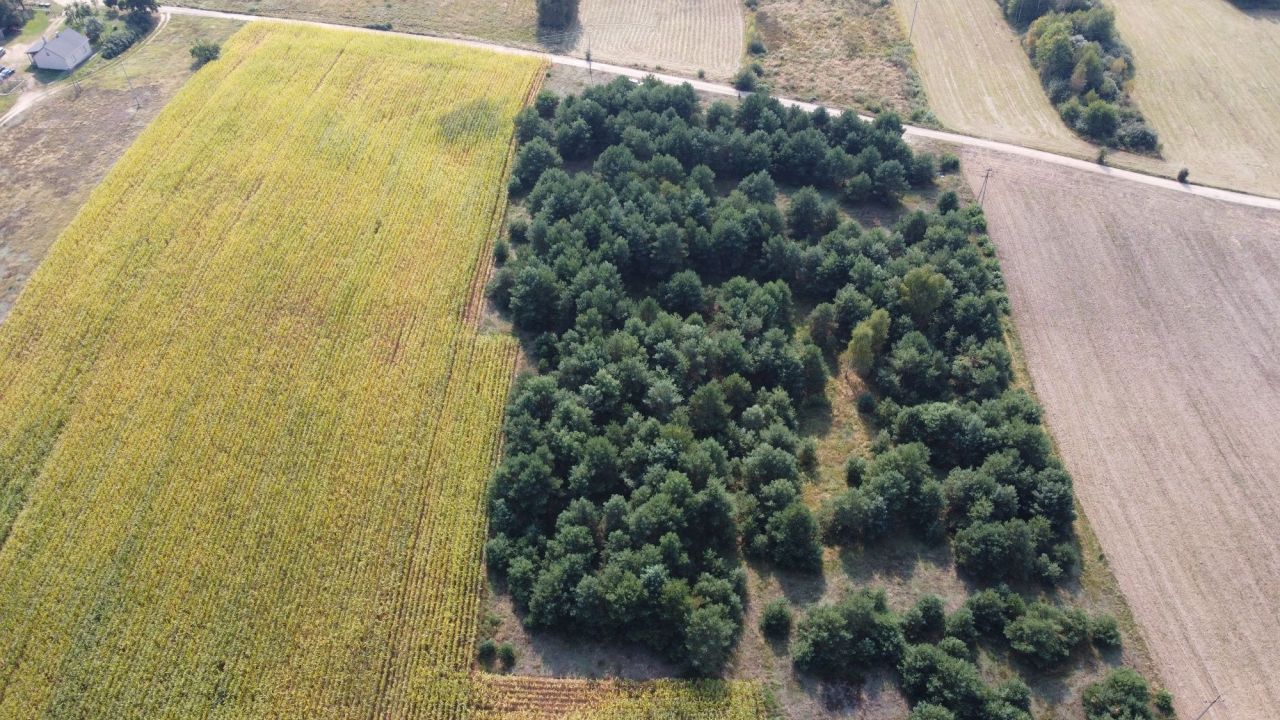 Działka rolno-budowlana Brzeszczki Duże. Zdjęcie 8