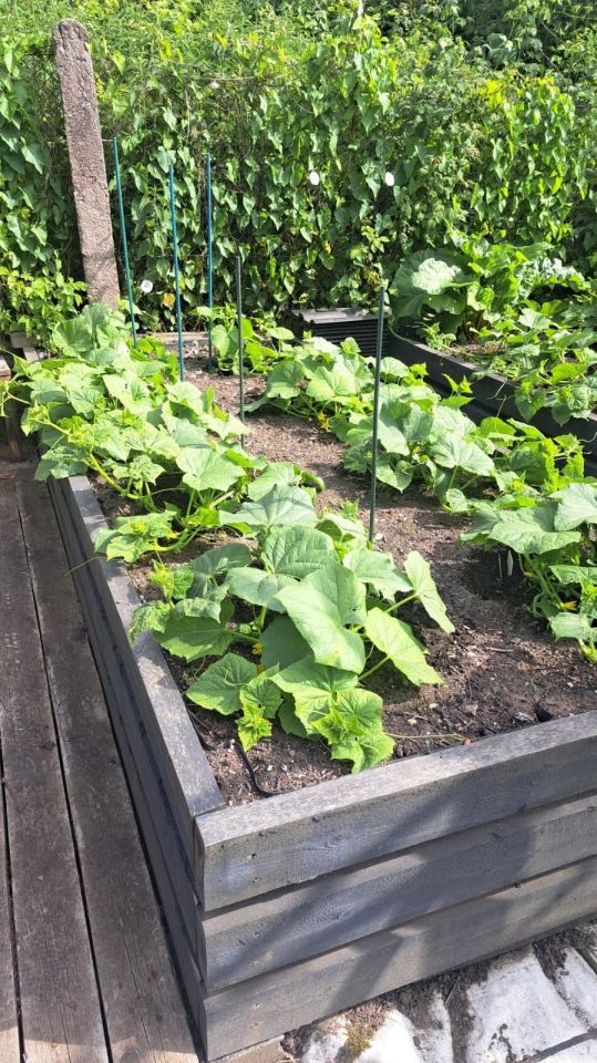 Działka rod Tczew, ul. Romualda Traugutta. Zdjęcie 7