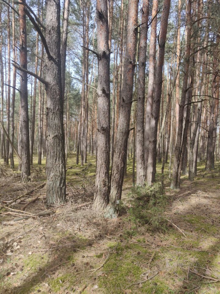 Działka rekreacyjna Rząsawa. Zdjęcie 8