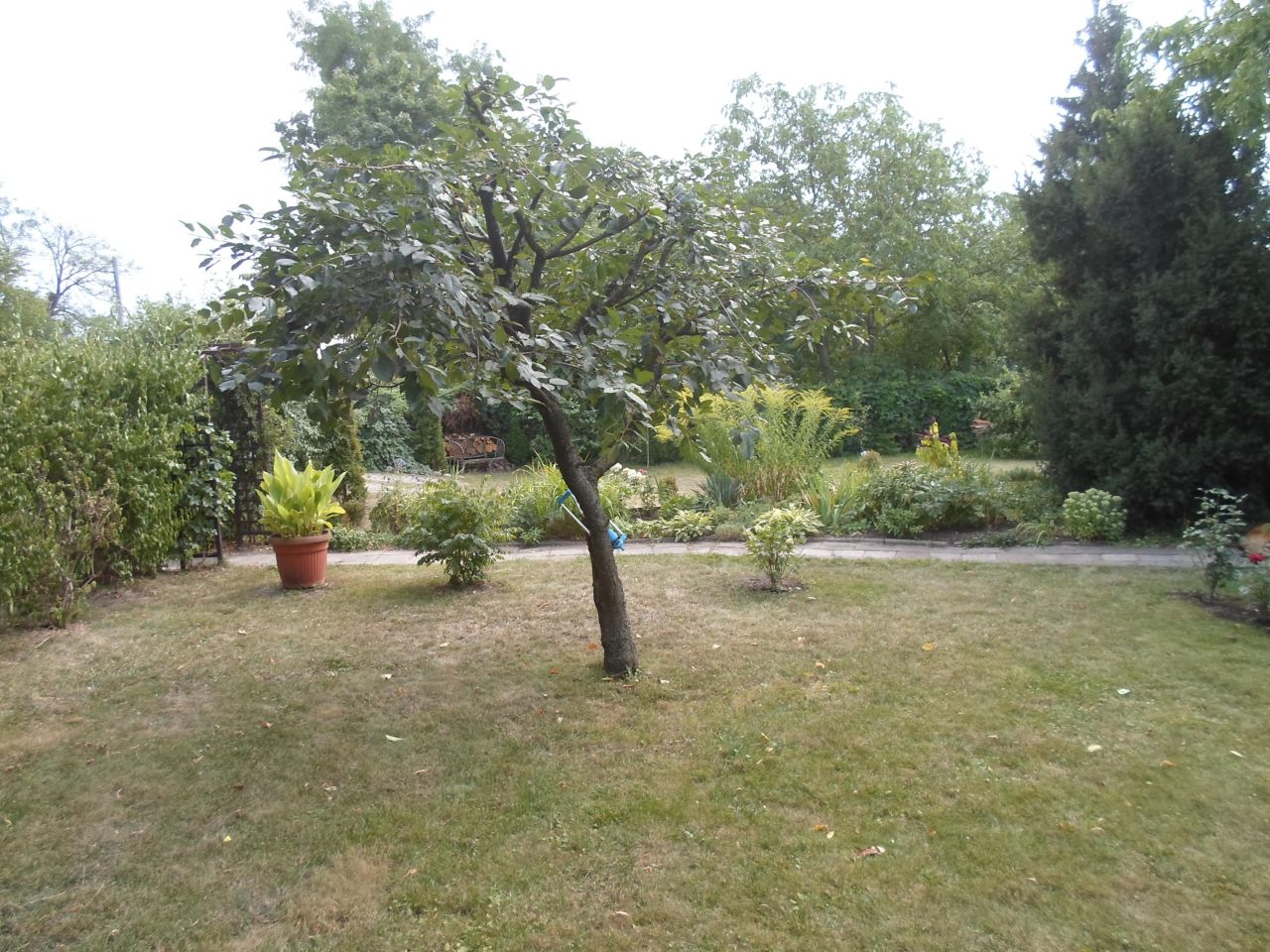 Działka rod Toruń Mokre, ul. Bolesława Chrobrego. Zdjęcie 9