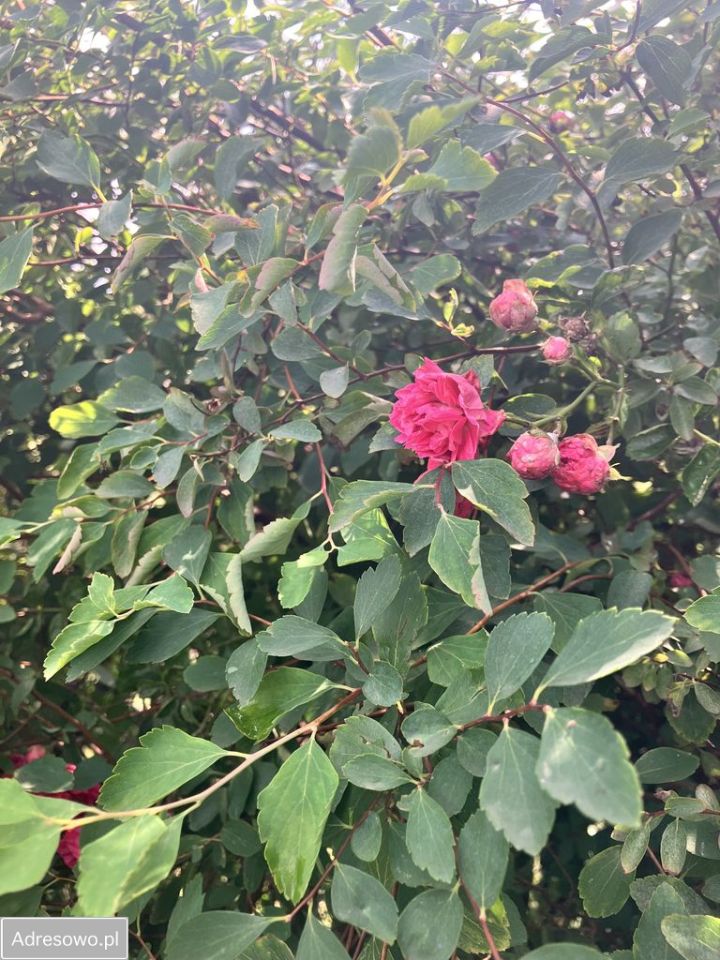 Działka rolna Komarowo. Zdjęcie 2