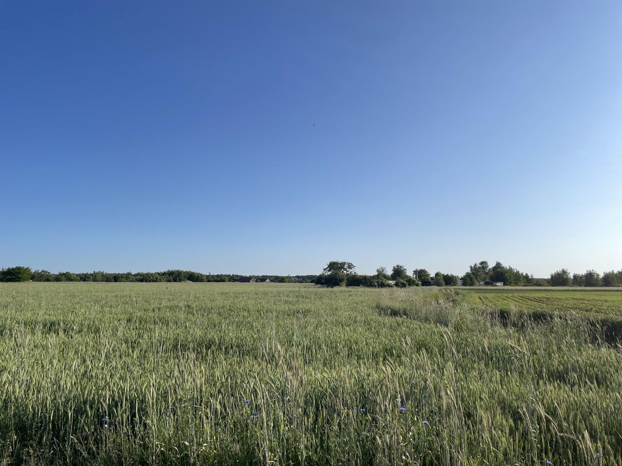 Działka inwestycyjna Prusice, ul. Polna. Zdjęcie 9