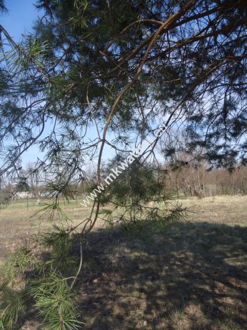 Działka budowlana Komorów. Zdjęcie 1