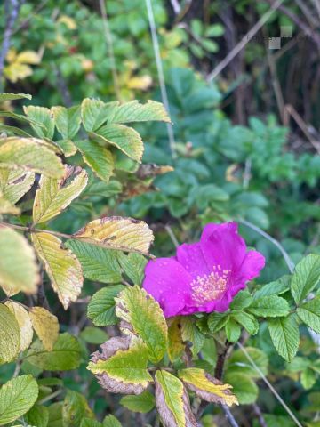 Działka budowlana Podkampinos, ul. Jagodowa. Zdjęcie 12