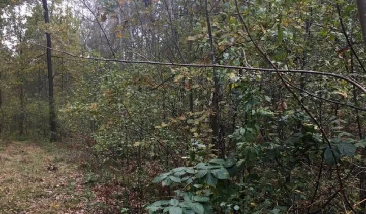 Działka leśna Nowy Prażmów