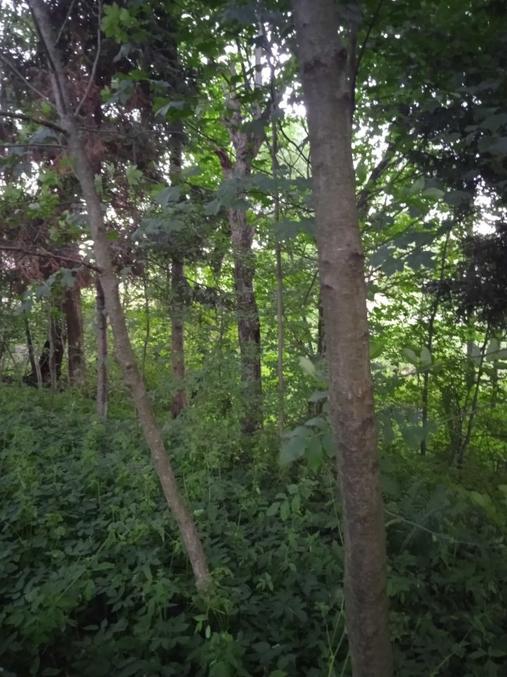 Działka rolno-budowlana Husów. Zdjęcie 8